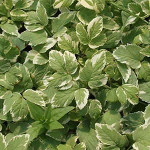 6 x herbe aux goutteux  - aegopodium podagraria 'variegatum'  - godet 9x9 cm