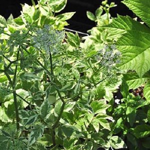 6 x herbe aux goutteux  - aegopodium podagraria 'variegatum'  - godet 9x9 cm