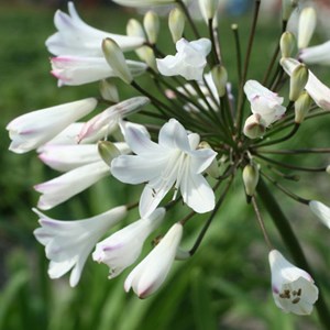 6 x agapanthe d'afrique blanche - agapanthus africanus 'albidus' - godet 9x9 cm