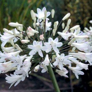 6 x agapanthe d'afrique blanche - agapanthus africanus 'albidus' - godet 9x9 cm