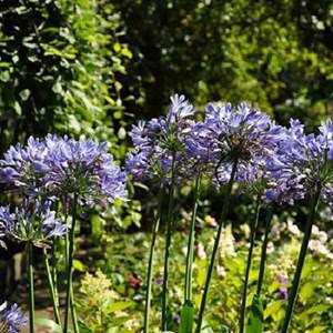 6 x lis de nil, agapanthe d'afrique - agapanthus africanus  - godet 9x9 cm