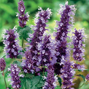 6 x agastache à odeur de fenouil  - agastache 'black adder'  - godet 9x9 cm