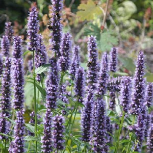 6 x agastache à odeur de fenouil  - agastache 'black adder'  - godet 9x9 cm
