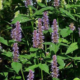 Agastache 'blue fortune' - godet 9x9 cm