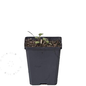 Agastache 'blue fortune' - godet 9x9 cm