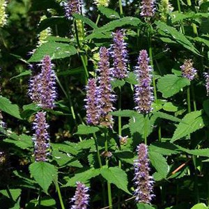 6 x agastache 'blue fortune' - godet 9x9 cm