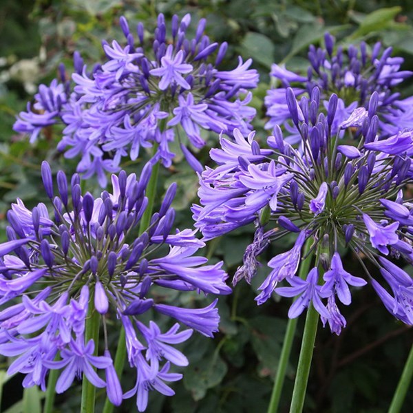 6 x agapanthe - agapanthus 'blue triumphator' - godet 9x9 cm