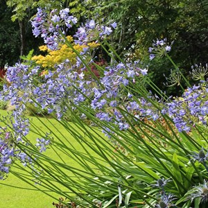 6 x agapanthe  - agapanthus 'blue triumphator'  - godet 9x9 cm