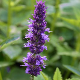 6 x agastache à odeur d'anis - agastache foeniculum  - godet 9x9 cm