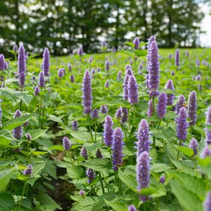 6 x agastache à odeur d'anis - agastache foeniculum  - godet 9x9 cm