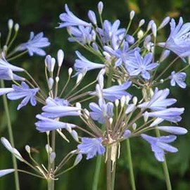 6 x agapanthe  - agapanthus 'peter pan'  - godet 9x9 cm