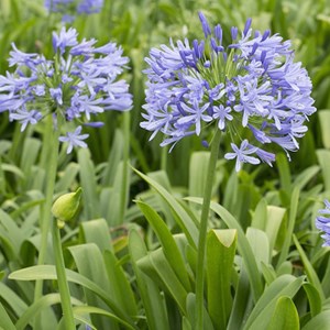 6 x agapanthe  - agapanthus 'peter pan'  - godet 9x9 cm