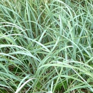 6 x graminée ornementale - agropyron magellanicum  - godet 9x9 cm