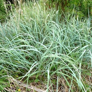 6 x graminée ornementale - agropyron magellanicum  - godet 9x9 cm