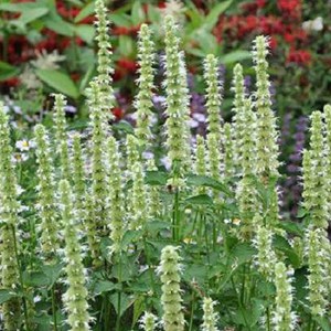 Agastache rugosa 'alabaster' - godet 9x9 cm