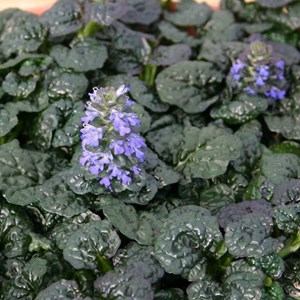 Bugle pyramidal - ajuga pyramidalis 'metallica crispa'  - godet 9x9 cm