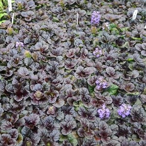 Bugle pyramidal - ajuga pyramidalis 'metallica crispa'  - godet 9x9 cm