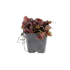 6 x bugle rampant pourpre  - ajuga reptans 'atropurpurea'  - godet 9x9 cm