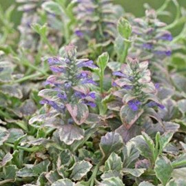 6 x bugle rampant  - ajuga reptans 'burgundy glow'  - godet 9x9 cm