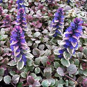 6 x bugle rampant  - ajuga reptans 'burgundy glow'  - godet 9x9 cm