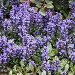 6 x bugle rampant  - ajuga reptans 'chocolate chips'  - godet 9x9 cm