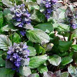 6 x bugle rampant  - ajuga reptans 'catlin's giant'  - godet 9x9 cm