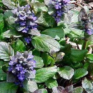6 x bugle rampant  - ajuga reptans 'catlin's giant'  - godet 9x9 cm