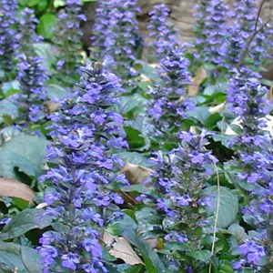 6 x bugle rampant  - ajuga reptans 'catlin's giant'  - godet 9x9 cm