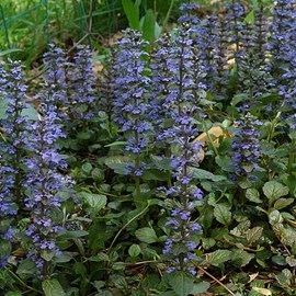 6 x bugle rampant - ajuga reptans  - godet 9x9 cm