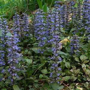 6 x bugle rampant - ajuga reptans  - godet 9x9 cm