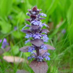 6 x bugle rampant - ajuga reptans  - godet 9x9 cm