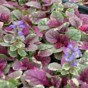6 x bugle rampant  - ajuga reptans 'rainbow'  - godet 9x9 cm