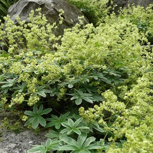 6 x alchémille des alpes - alchemilla alpina  - godet 9x9 cm