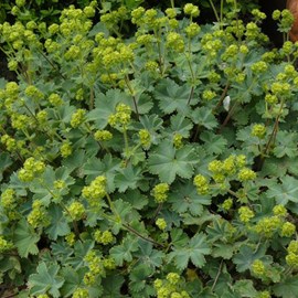 6 x alchémille erythropoda - alchemilla erythropoda  - godet 9x9 cm