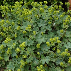 6 x alchémille erythropoda - alchemilla erythropoda  - godet 9x9 cm