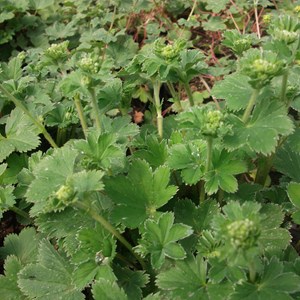 6 x alchémille erythropoda - alchemilla erythropoda  - godet 9x9 cm