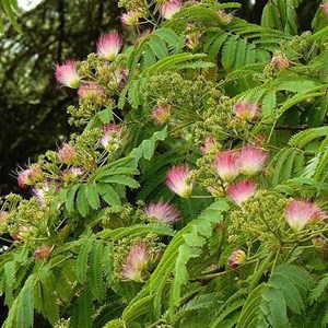 Arbre de soie  - albizia julibrissin 'ombrella'  - 40-50 cm pot