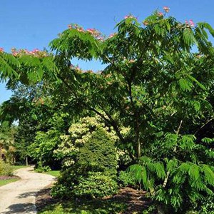 Arbre de soie  - albizia julibrissin 'ombrella'  - 40-50 cm pot
