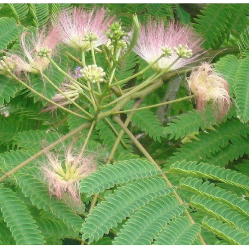 Arborix - Arbre de soie  - albizia julibrissin 'rosea'  - 40-50 cm pot