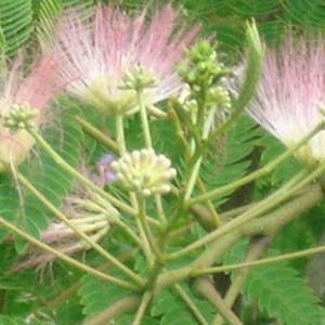 Arbre de soie  - albizia julibrissin 'rosea'  - 40-50 cm pot