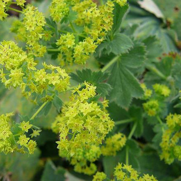 6 x alchémille commune - alchemilla mollis - godet 9x9 cm