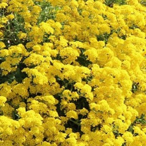 6 x passerage des montagnes  - alyssum montanum 'berggold'  - godet 9x9 cm