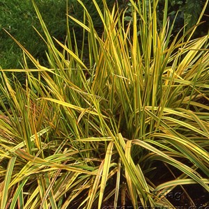 6 x vulpin des prés  - alopecurus pratensis 'aureovariegatus'  - godet 9x9 cm