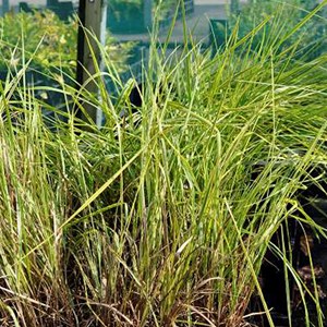 6 x vulpin des prés  - alopecurus pratensis 'aureovariegatus'  - godet 9x9 cm