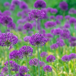 6 x ail d'ornement  - allium 'purple sensation'  - godet 9x9 cm