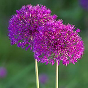 6 x ail d'ornement  - allium 'purple sensation'  - godet 9x9 cm