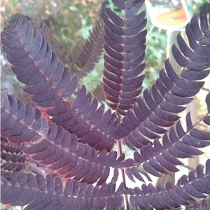 Arbre à soie  - albizia 'summer chocolate'  - 30-40 cm pot