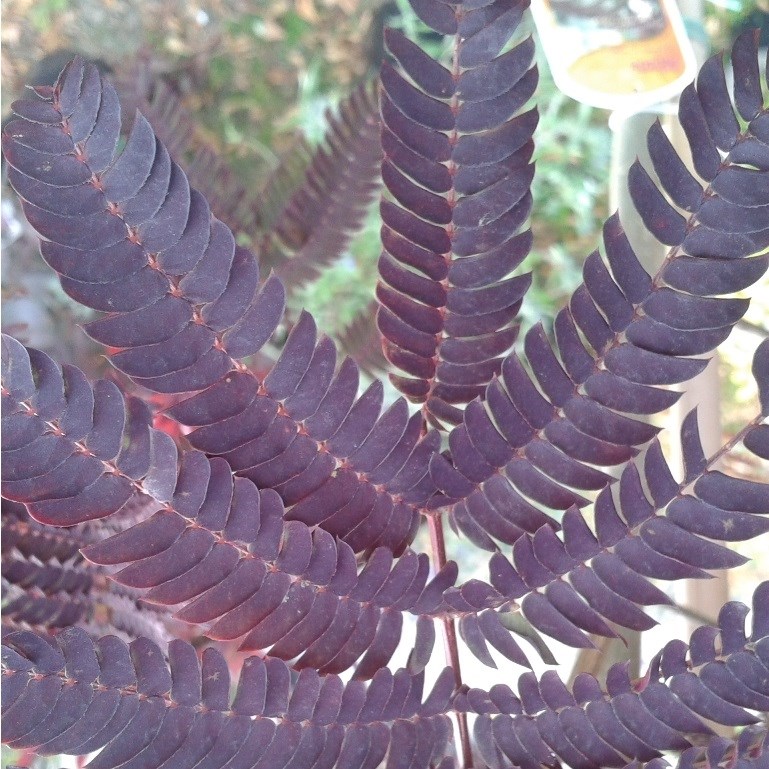 Arborix - Arbre à soie  - albizia 'summer chocolate'  - 30-40 cm pot