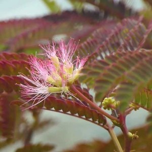 Arbre à soie  - albizia 'summer chocolate'  - 30-40 cm pot