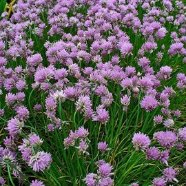 6 x ciboulette - allium schoenoprasum  - godet 9x9 cm